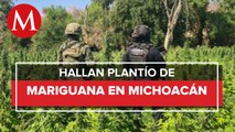 Destruyen plantío de mariguana en Michoacán
