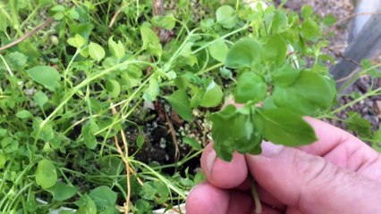 Yemeği ve Salatası Yapılan Şifalı Yabani Ot