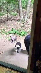 Attempted Bear Cub Rescue