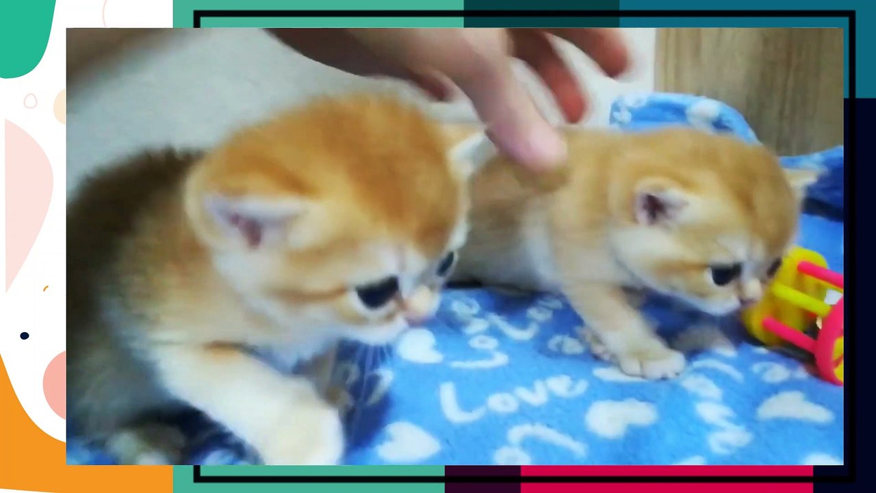 baby cats - cute and funny baby cats video compilation