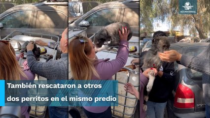 Rescatan a perrita que estaba amarrada y sin poder moverse en SLP