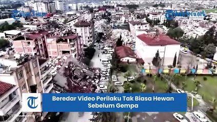 Viral Video Perilaku Burung dan Lolongan Anjing Sebelum Gempa Turki