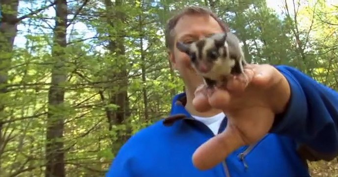 Wild Kratts Wild Kratts S01 E014 – Tazzy Chris