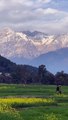 Kangra Himachal Pradesh | Dharamshala Guide
