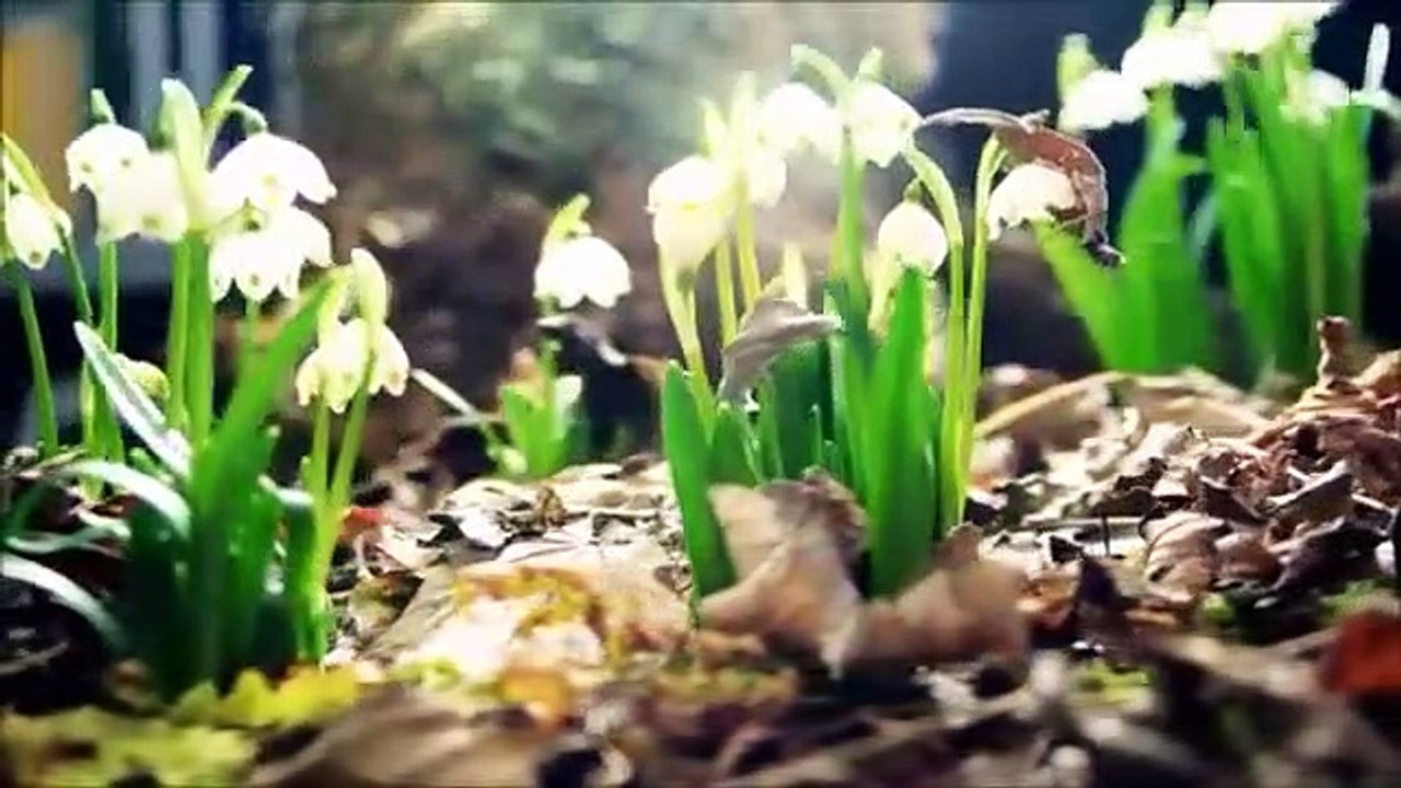 Nature 30 Seconds Timelapse