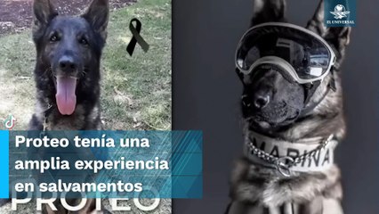 "Proteo", perrito rescatista, murió a causa de las condiciones climatológicas en Turquía: Sedena