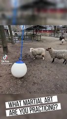Sheep kicked on ball