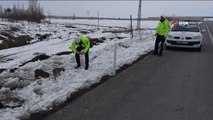 Seydişehir'de sokak hayvanlarına polis şefkati