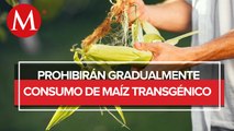 Maíz transgénico, solo para la industria: precisa gobierno de México