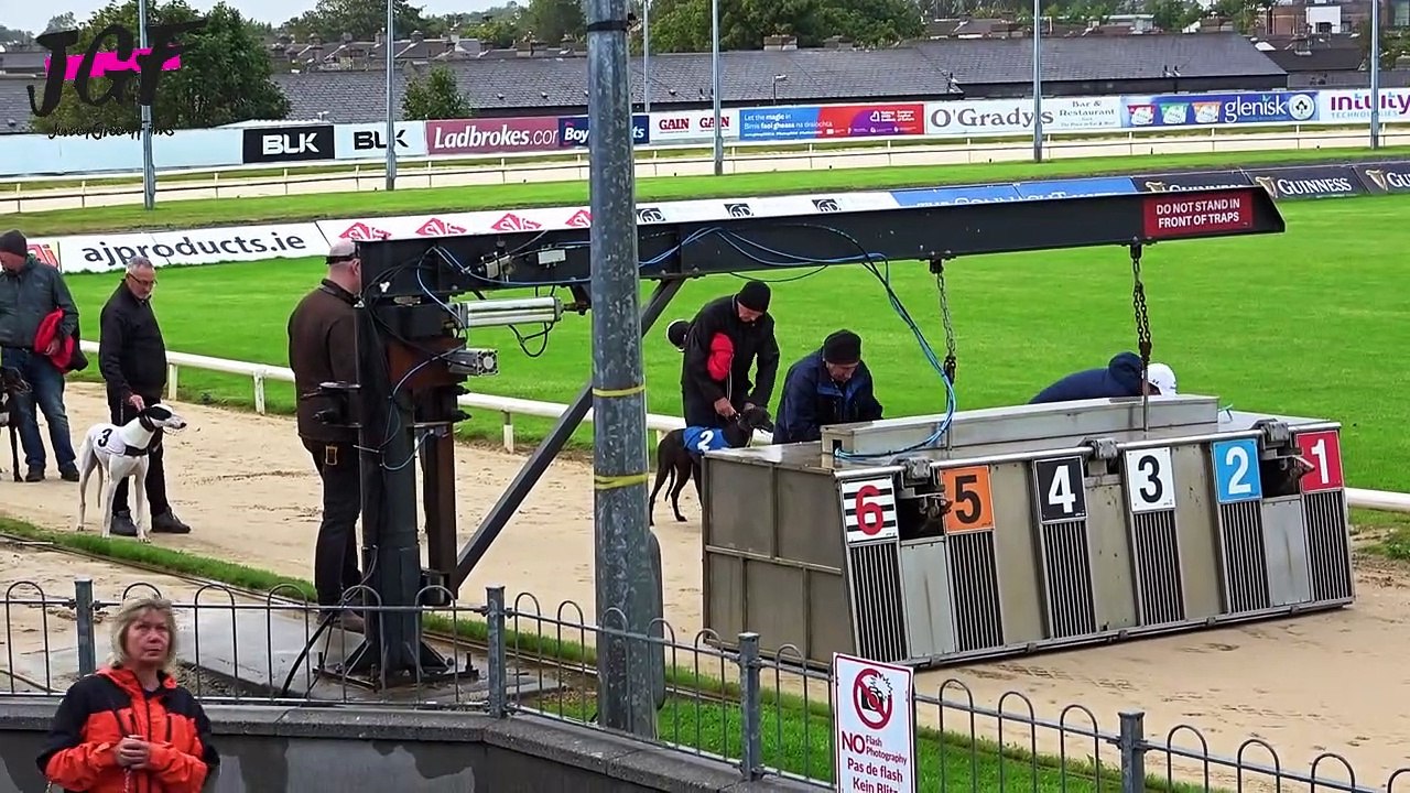 Worlds Best Dogs Racing , Irish Dogs Racing || Dogs Day