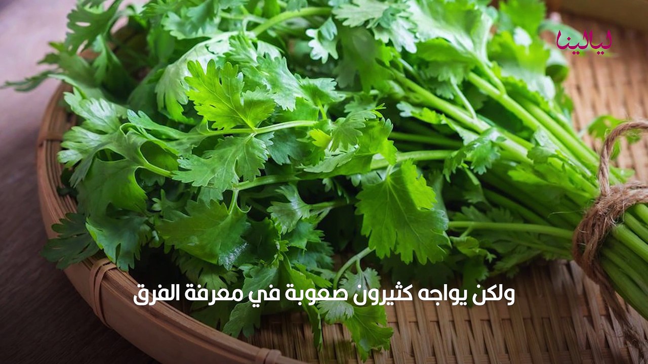 الفرق بين الكزبرة والبقدونس