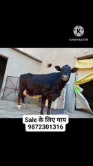 Call to purchase cows at lesser price than market