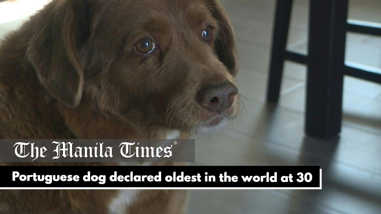 Portuguese dog declared oldest in the world at 30