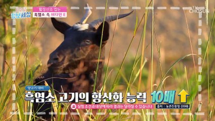 질병 예방&면역력까지 챙기는 흑염소 속 성분들☺ TV CHOSUN 230214 방송
