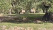 Cabras montesas entre olivos en la Campiña cordobesa