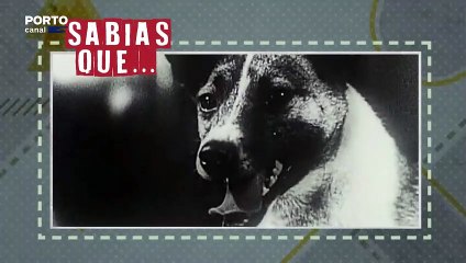 Veterinários Todo-o-Terreno - Sabias que a cadela Laica foi o primeiro ser vivo a viajar para o espaço?