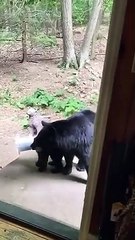 Attempted Bear Cub Rescue
