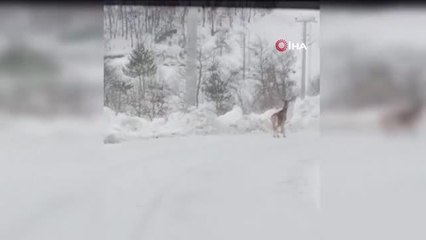 Karda yiyecek bulamayan geyik mahalleye indi