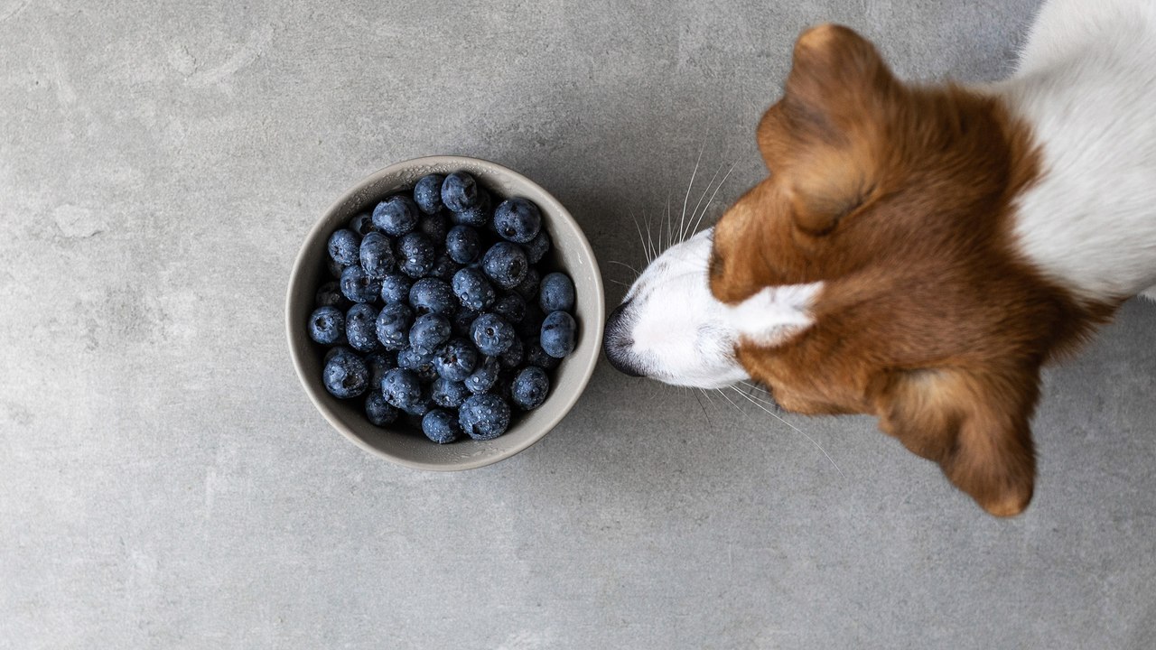 Dürfen Hunde Blaubeeren essen?