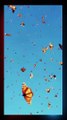 Amazing Butterflies flying in the sky #viral #foryou #shorts #short beautiful butterflies