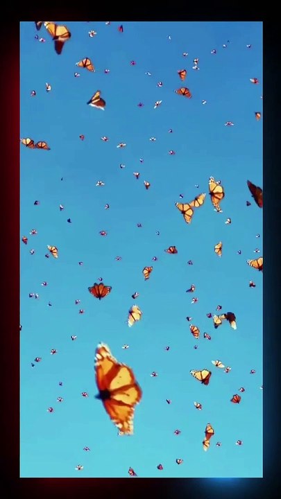 Amazing Butterflies flying in the sky #viral #foryou #shorts #short beautiful butterflies