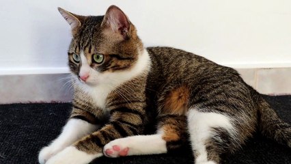 Cat Sits on the Floor