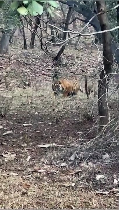 पैंथर के शिकार के लिए पेड पर चढ़ी बाघिन