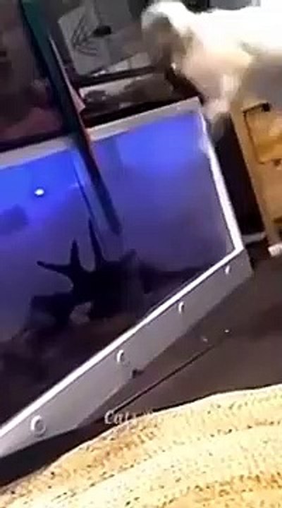 Funny Cat And Dog Videos Compilation---- Cute Cats And Dogs---- Funny Animal Videos 2022 -- Funny Videos(360P)