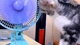 New Funny Videos 2022 -- Cutest Cats and Dogs ----Funny Cats And Dogs Try Not To Laugh Impossible(480P)