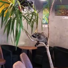 Funny animals! funny animals short video