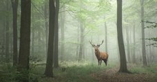 Un groupe d'amis rachète des forêts en Bretagne pour préserver les animaux sauvages