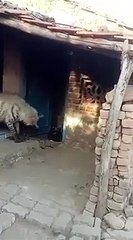 एक खूंखार जानवर अचानक घुसा घर में।