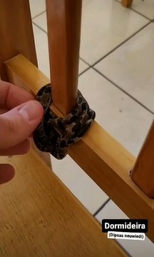 Cobra dormideira em restaurante de Jaraguá do Sul