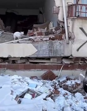 Ev kedisi yıkılan binadan çıkmak istemedi