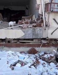 Ev kedisi yıkılan binadan çıkmak istemedi