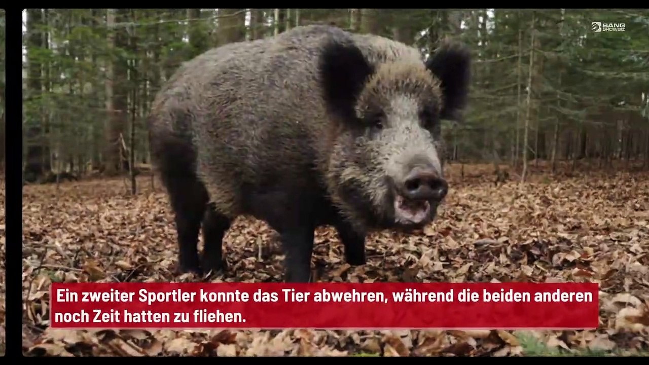 Wildschwein greift Snowboarder auf Skipiste an