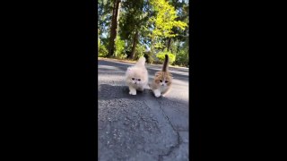 beautiful kittens Funny moments