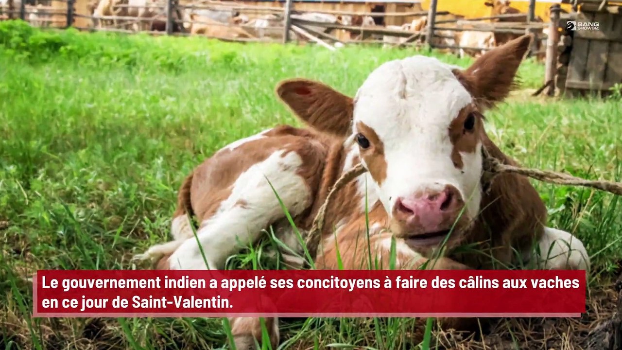 Le gouvernement indien demande à ses concitoyens de faire des câlins aux vaches pour la Saint-Valentin !
