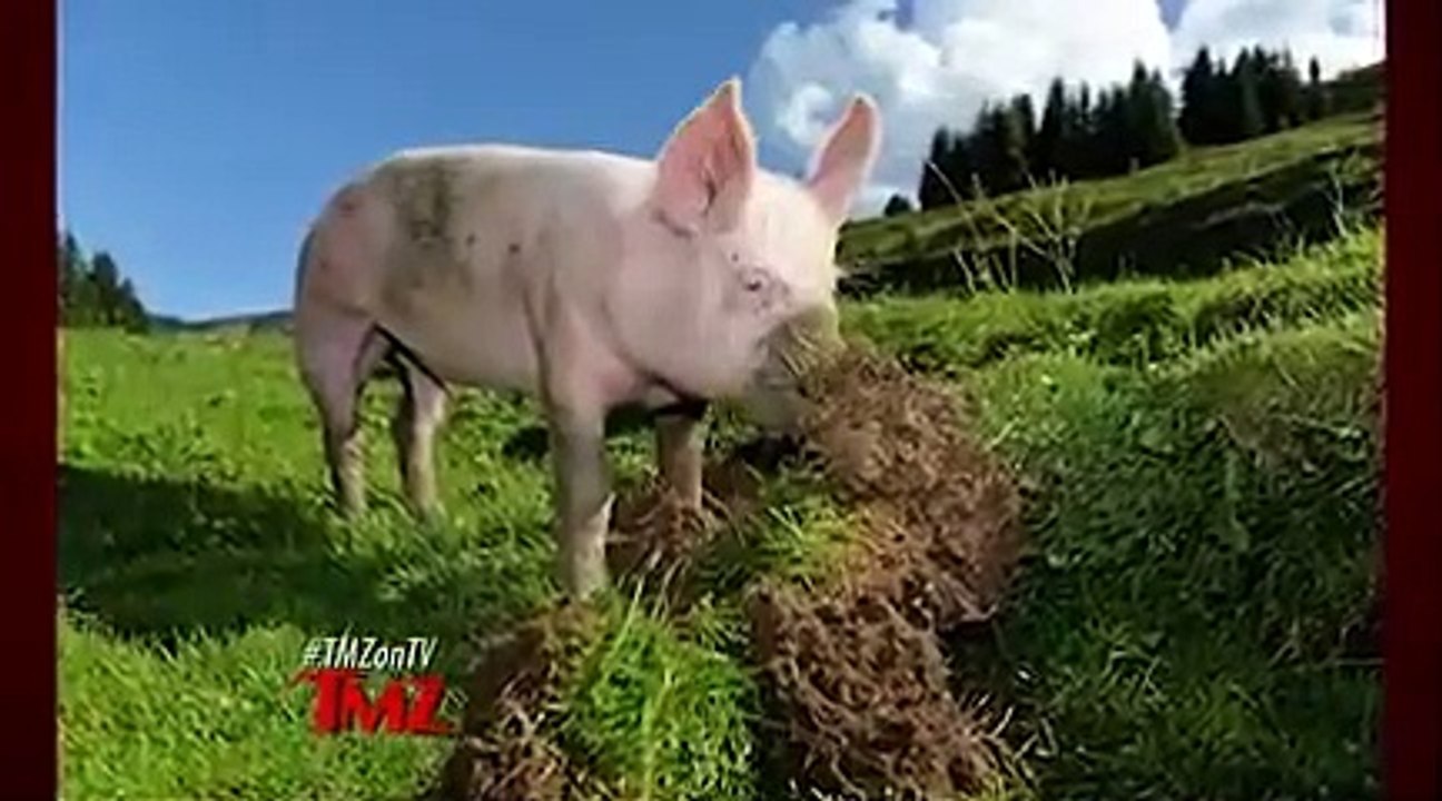 TMZ on TV - Se10 - Ep62 HD Watch