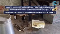 La ley Belarra exige métodos «no letales» contra las plagas de ratas para respetar sus «derechos»