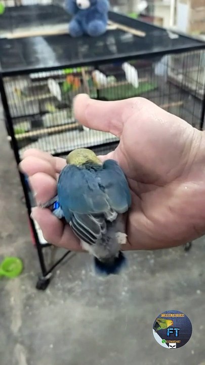 Parblue lovebird chick