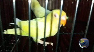 Creamino lovebird chicks, growing well