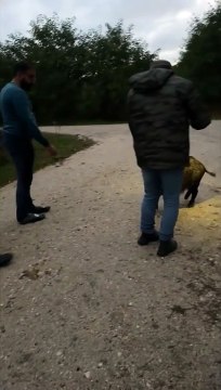 Ce sanglier est un vrai toutou qui adore les calins