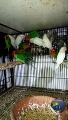 Green fischer and albino lovebird chicks now self