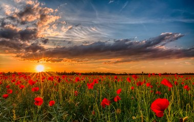 Download Video: Tout se mange dans le coquelicot et au printemps, c'est les feuilles !