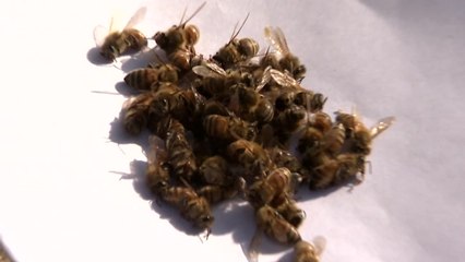 월동 꿀벌 대책 없는 집단 폐사...농가 피해 '눈덩이' / YTN