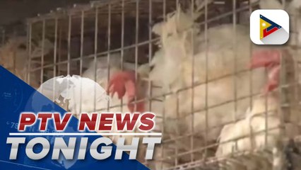 BAI confirms avian or bird flu hit the farm in Sta. Maria, Bulacan