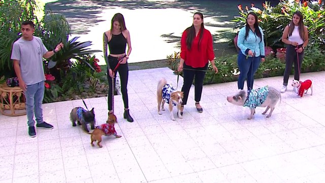 bd-moda-para-mascotas-140223