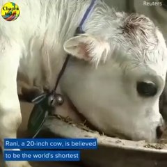 गौ माता का एक रूप ऐसा भी