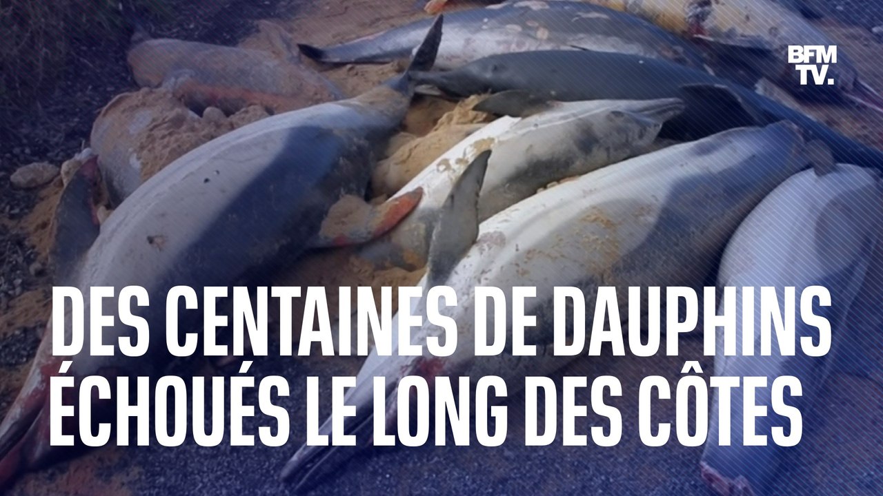 Dauphins échoués sur les côtes atlantiques: comment expliquer une telle hécatombe?